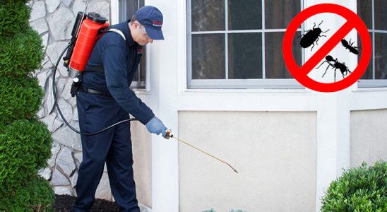 Bayrampaşa Böcek İlaçlama böcek ilaçlama ve haşere kontrolü — ilaclama-tr.com